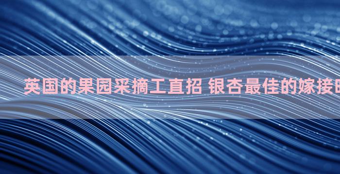 英国的果园采摘工直招 银杏最佳的嫁接时间及方法